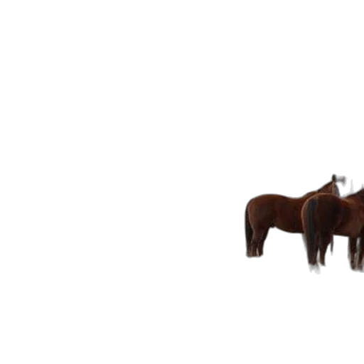 furniture, animal, hair, staff transparent PNG cut-out