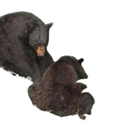 animal, creature, hair, food transparent PNG cut-out