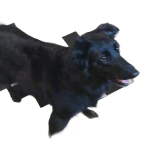animal, creature, dragon, staff transparent PNG cut-out