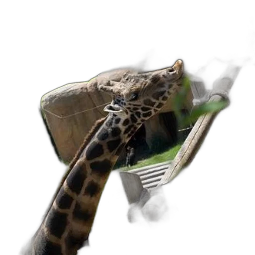 hat, animal, dragon, shoes transparent PNG cut-out