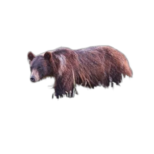 animal, creature, staff, hair transparent PNG cut-out