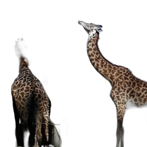 animal, creature, shoes, staff transparent PNG cut-out