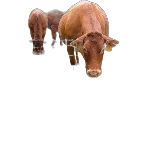animal, creature, food, face transparent PNG cut-out