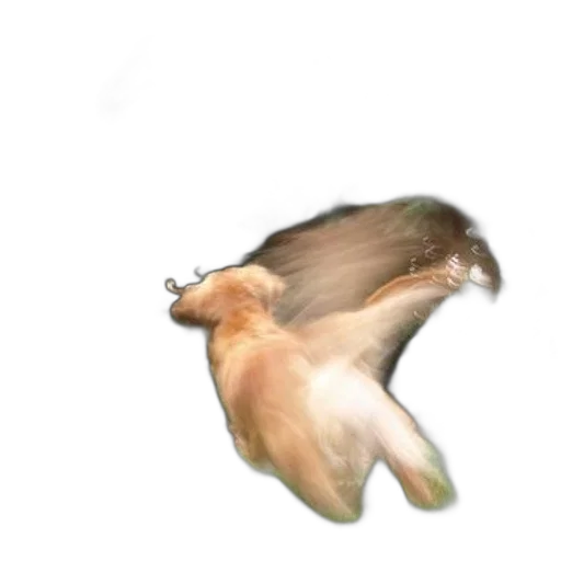animal, hair, creature, shoes transparent PNG cut-out