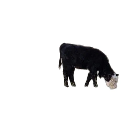 animal, food, creature, hair transparent PNG cut-out