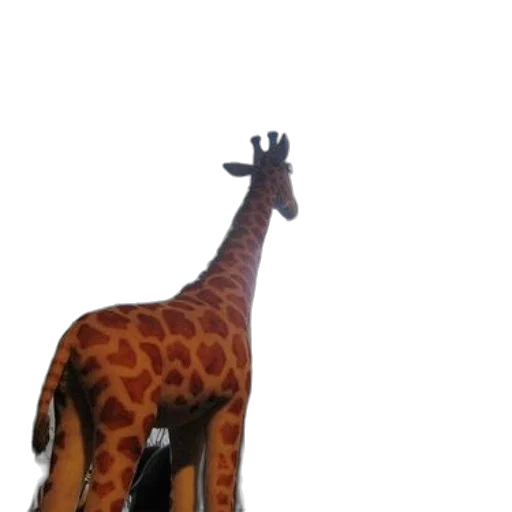 animal, creature, staff, furniture transparent PNG cut-out