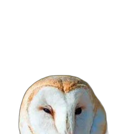 animal, mask, face, staff transparent PNG cut-out