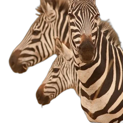 animal, creature, 3d render, photorealistic transparent PNG cut-out