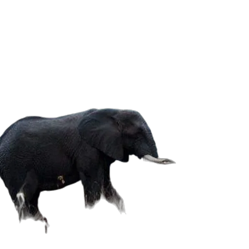 animal, creature, hair, hat transparent PNG cut-out