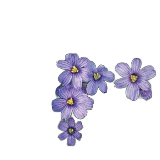 flower, jewelry, crown, staff transparent PNG cut-out
