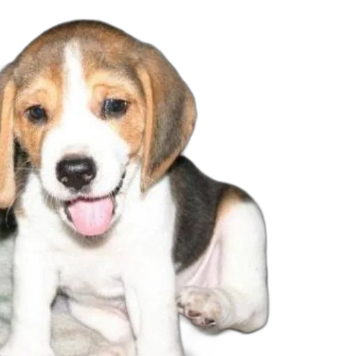 animal, creature, photorealistic, cute transparent PNG cut-out