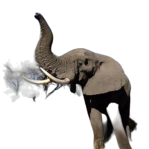 animal, creature, dragon, staff transparent PNG cut-out