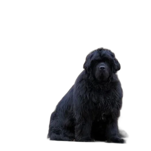 animal, staff, creature, hair transparent PNG cut-out
