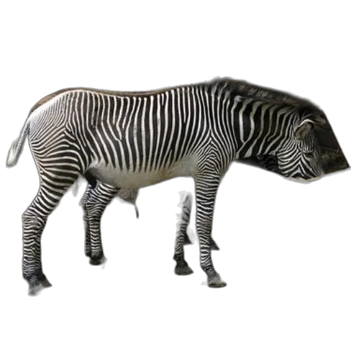 animal, creature, furniture, robot transparent PNG cut-out