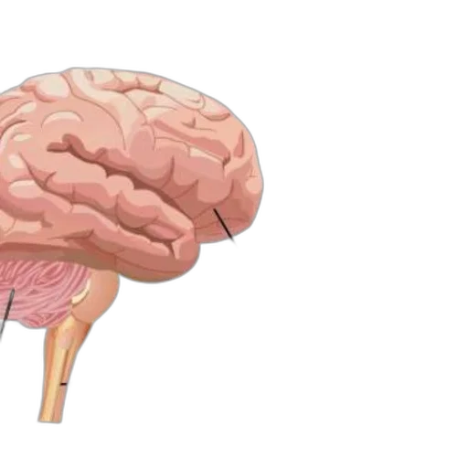 crown, illustration, brain, labels transparent PNG cut-out