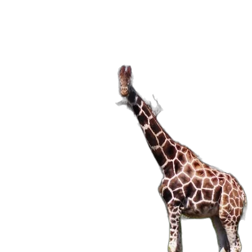 animal, creature, umbrella, staff transparent PNG cut-out