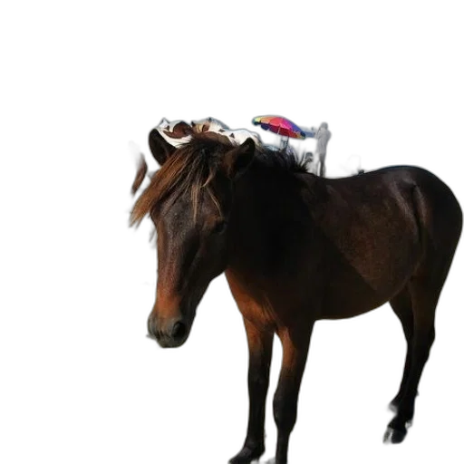 animal, hat, jacket, staff transparent PNG cut-out