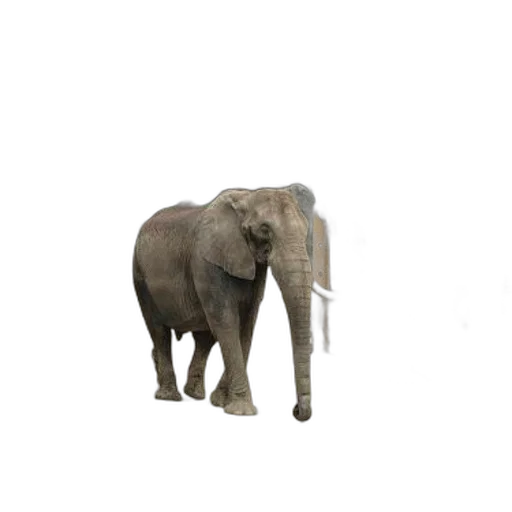 animal, creature, staff, weapon transparent PNG cut-out