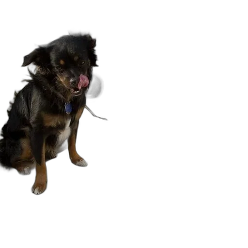 animal, creature, staff, dog transparent PNG cut-out