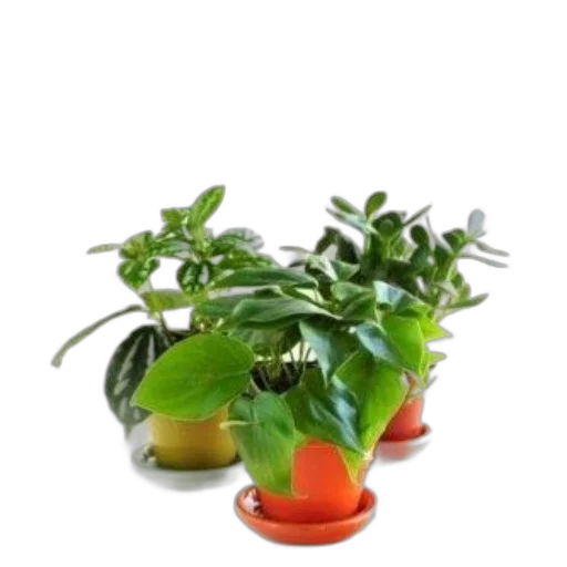 3d render, photorealistic, easy, tips transparent PNG cut-out