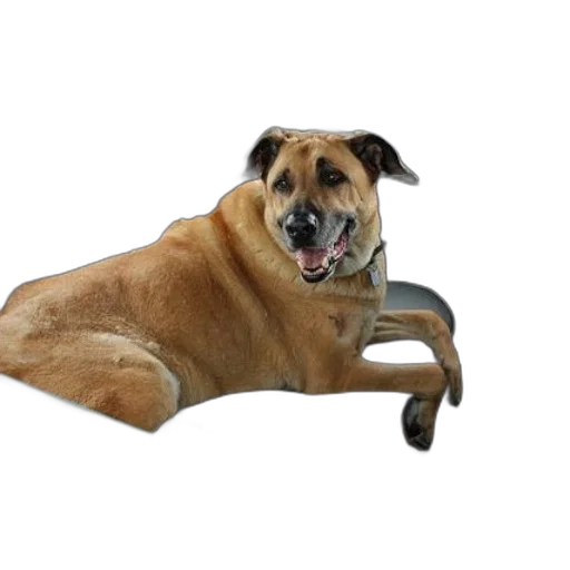 furniture, animal, staff, creature transparent PNG cut-out