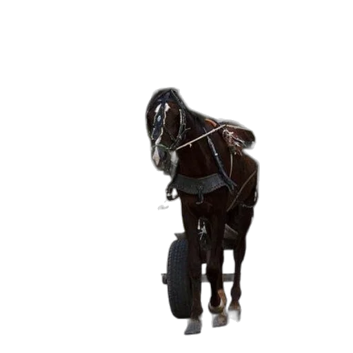 animal, staff, robot, furniture transparent PNG cut-out
