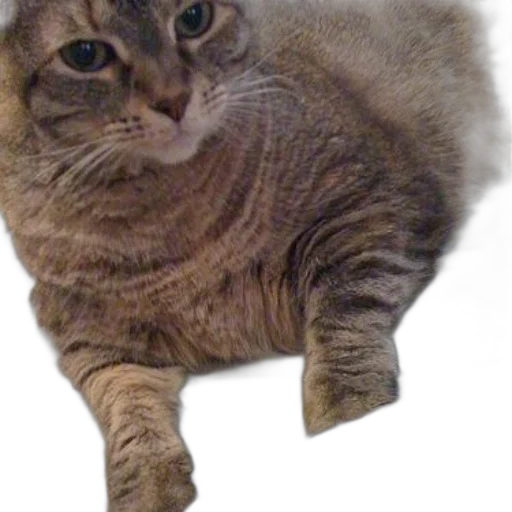 animal, creature, staff, crown transparent PNG cut-out