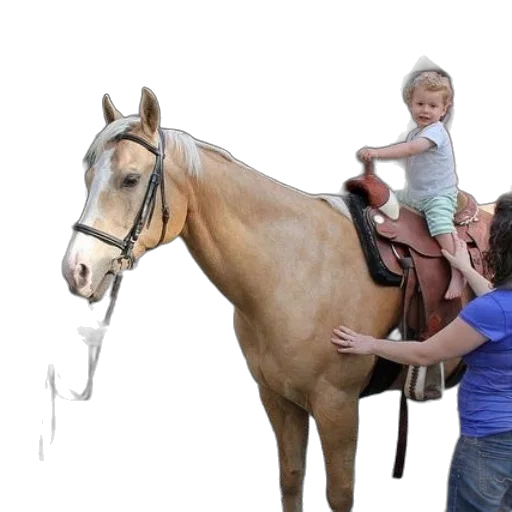 young, child, sits, saddle transparent PNG cut-out