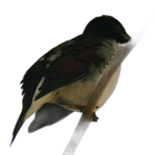 staff, animal, umbrella, weapon transparent PNG cut-out