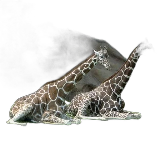 shoes, animal, jewelry, creature transparent PNG cut-out