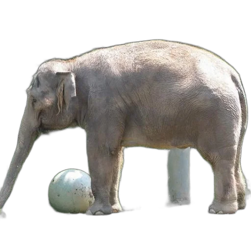 animal, creature, weapon, hat transparent PNG cut-out
