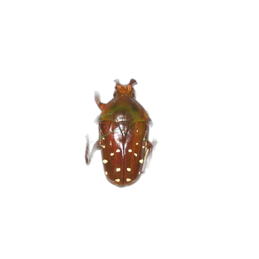 animal, creature, crown, jewelry transparent PNG cut-out