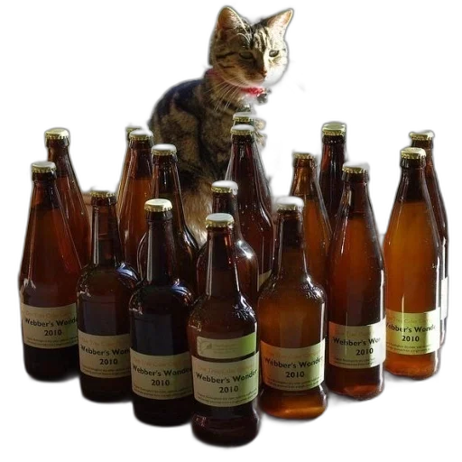bottle, animal, cat, sits transparent PNG cut-out
