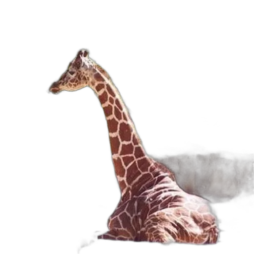 animal, creature, dragon, hat transparent PNG cut-out