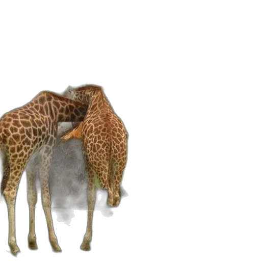 animal, creature, 3d render, concept art transparent PNG cut-out
