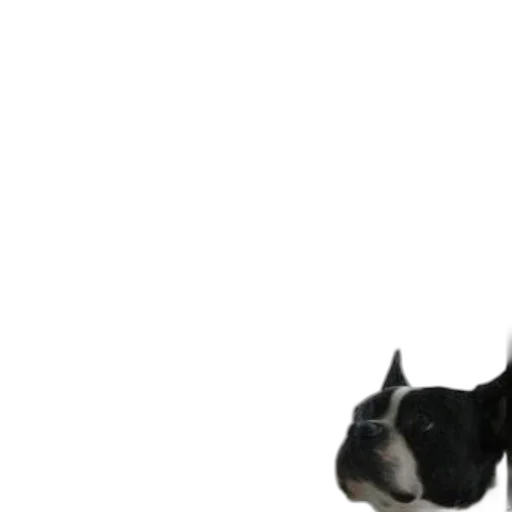 animal, staff, creature, hat transparent PNG cut-out