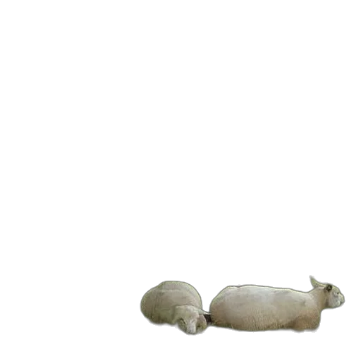 animal, creature, food, furniture transparent PNG cut-out