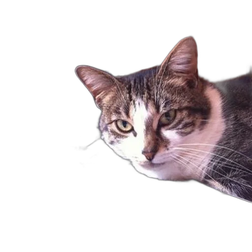 animal, creature, face, staff transparent PNG cut-out