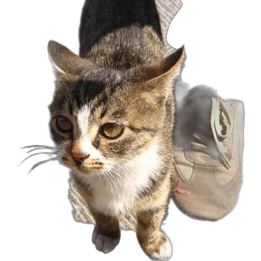 animal, staff, hat, jacket transparent PNG cut-out