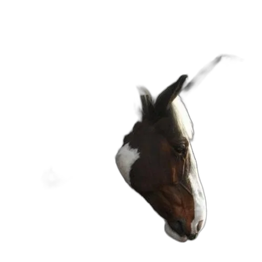 animal, creature, dragon, face transparent PNG cut-out