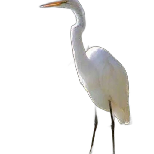 animal, staff, creature, weapon transparent PNG cut-out