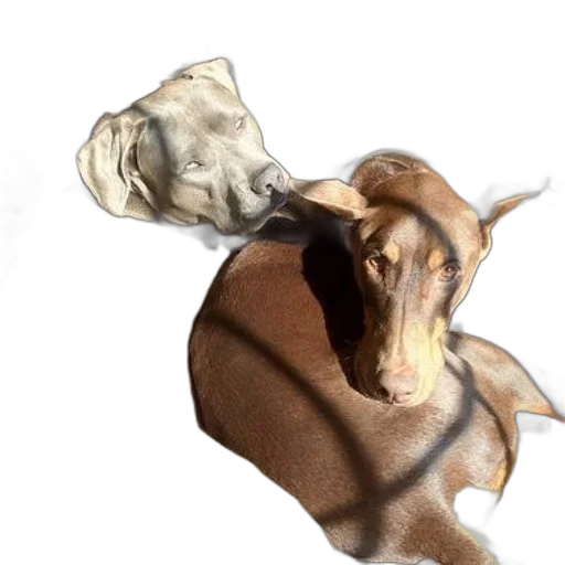 mask, animal, hat, staff transparent PNG cut-out