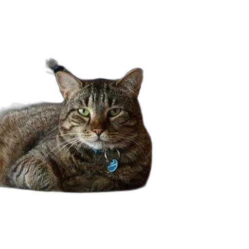 animal, staff, creature, jewelry transparent PNG cut-out