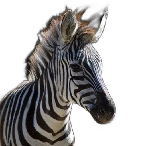 animal, creature, jewelry, face transparent PNG cut-out