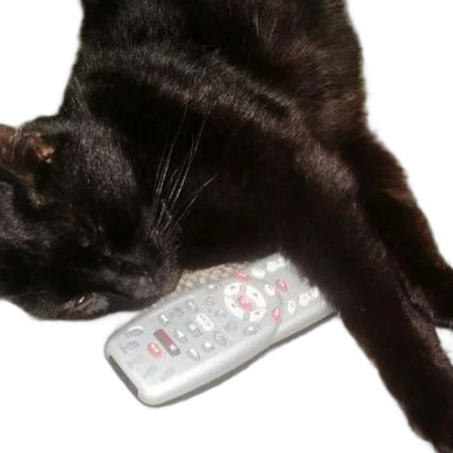 staff, animal, black, cat transparent PNG cut-out