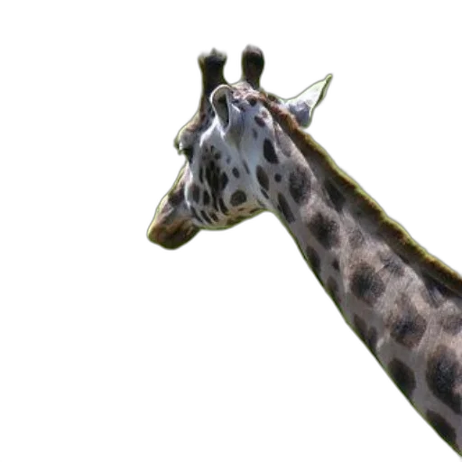 animal, creature, staff, weapon transparent PNG cut-out
