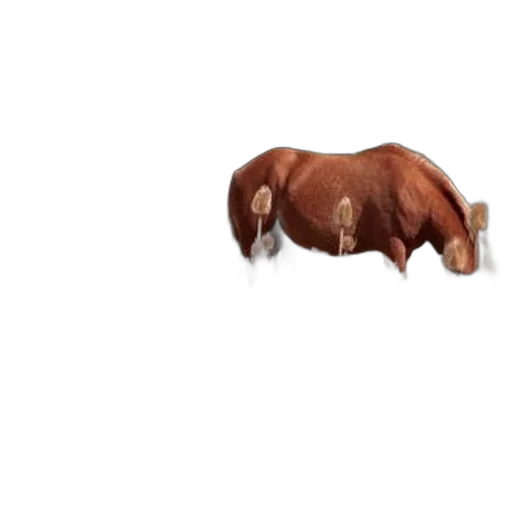 animal, creature, food, furniture transparent PNG cut-out
