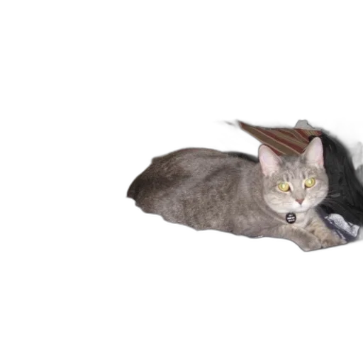 animal, hat, creature, umbrella transparent PNG cut-out
