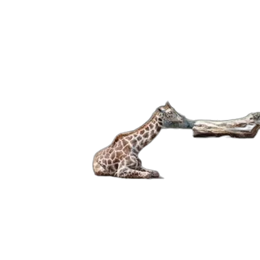 animal, shoes, jewelry, creature transparent PNG cut-out