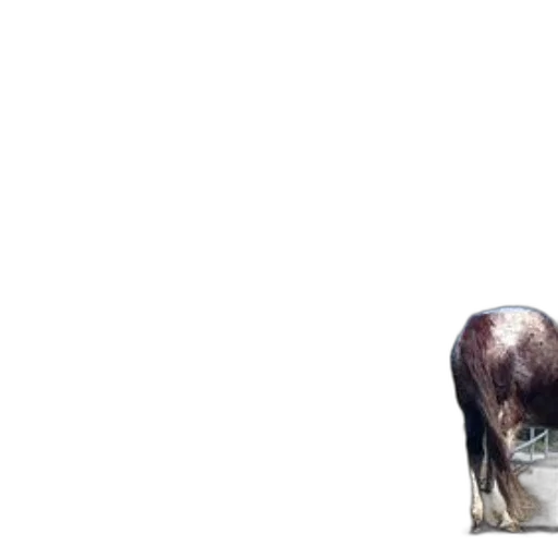 animal, hair, creature, face transparent PNG cut-out
